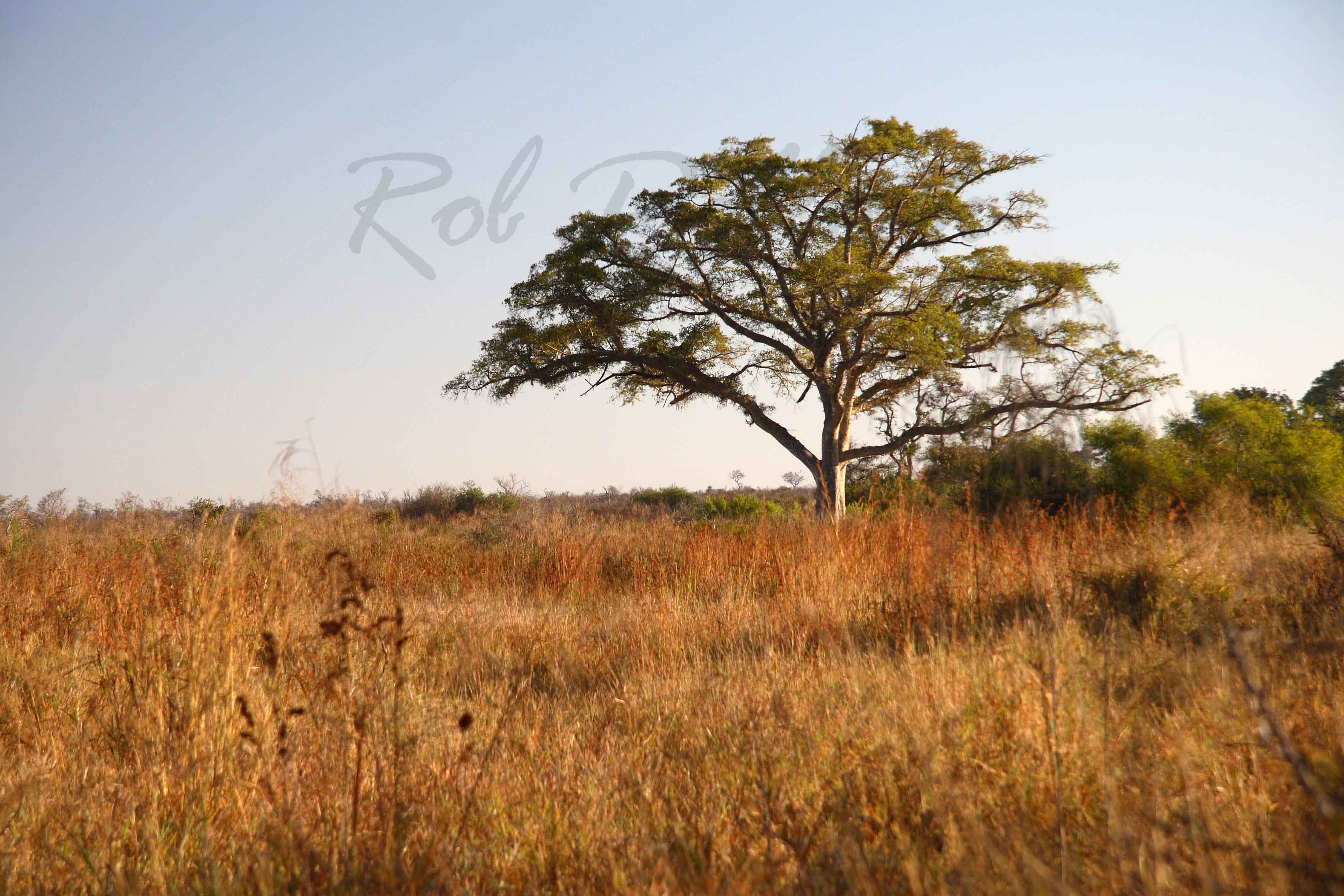 Acacia at Kruger National Park
