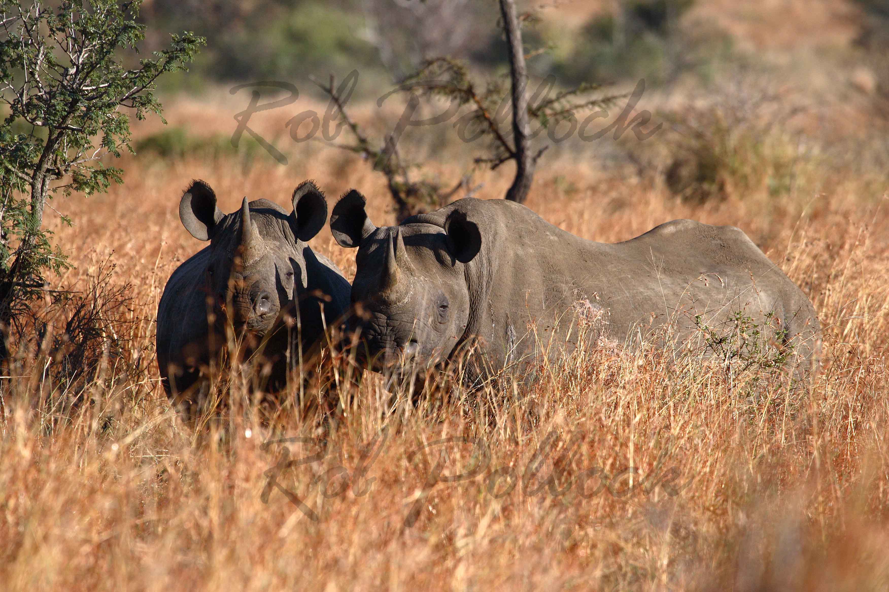 Black rhino at Kruger National Park