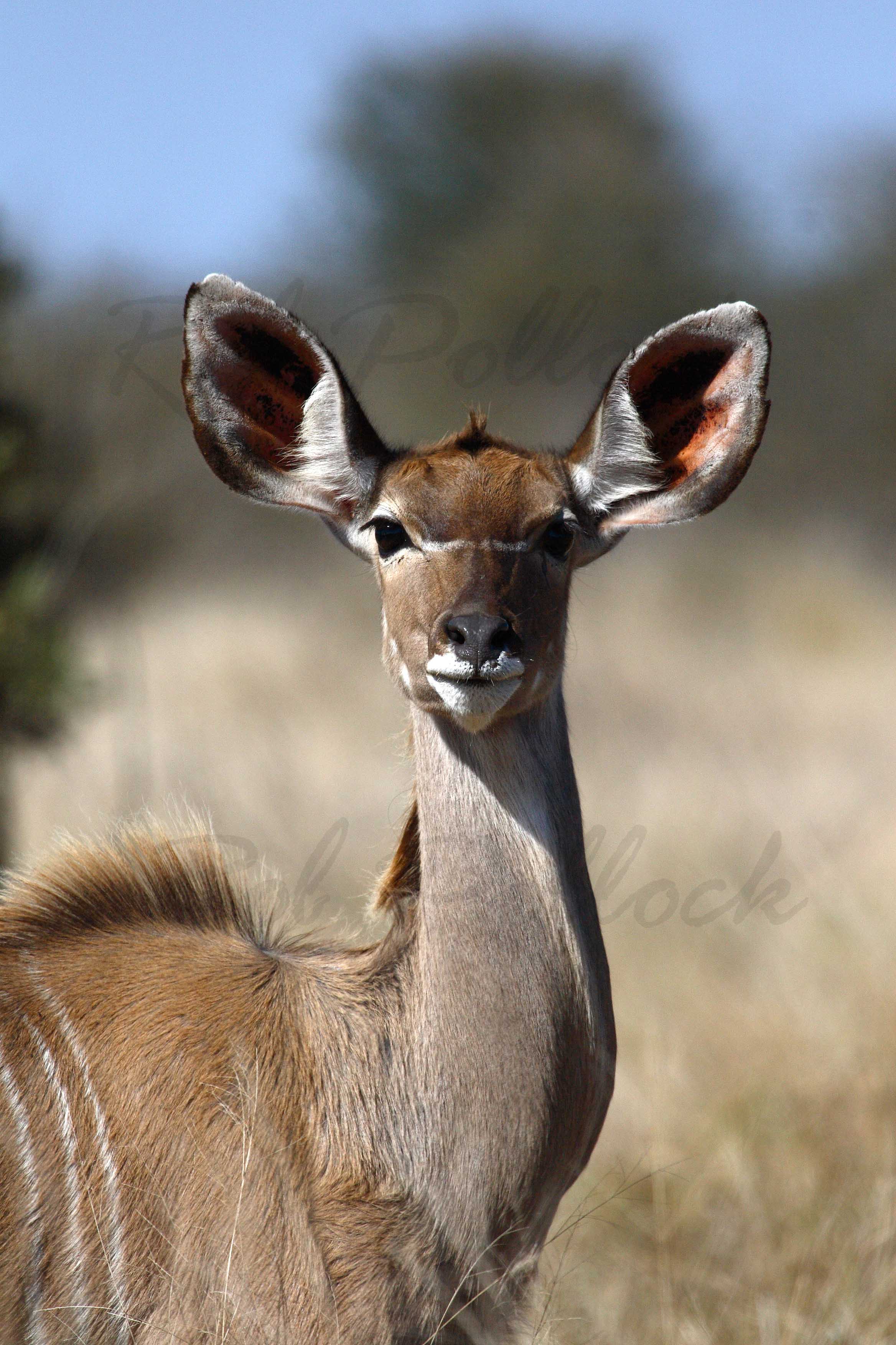 Kudu cow