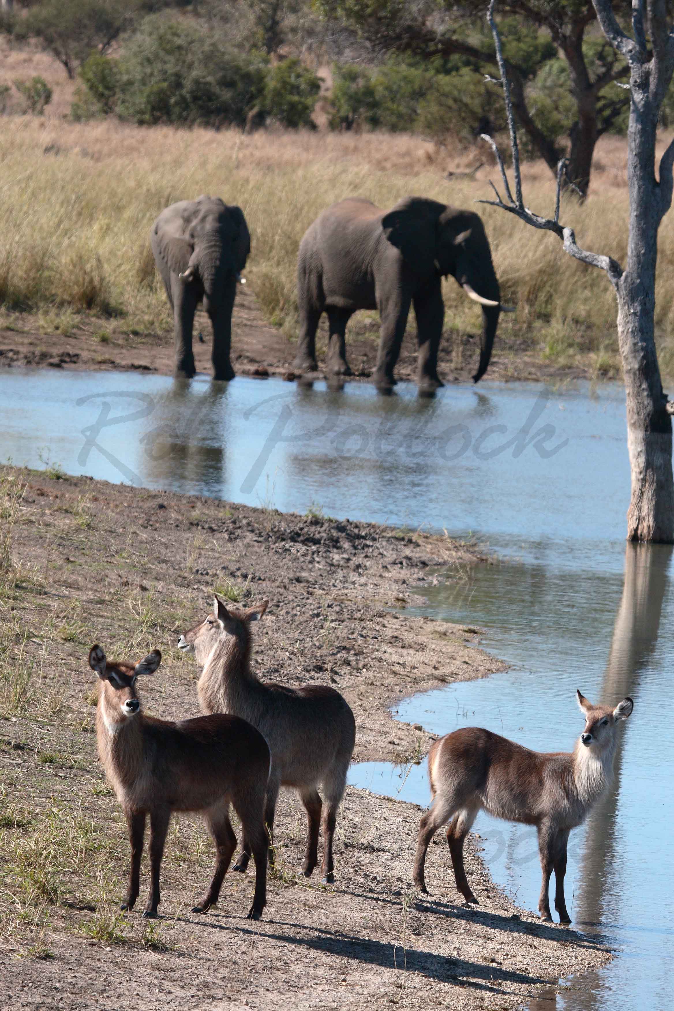 Tranquil scene at a waterhole
