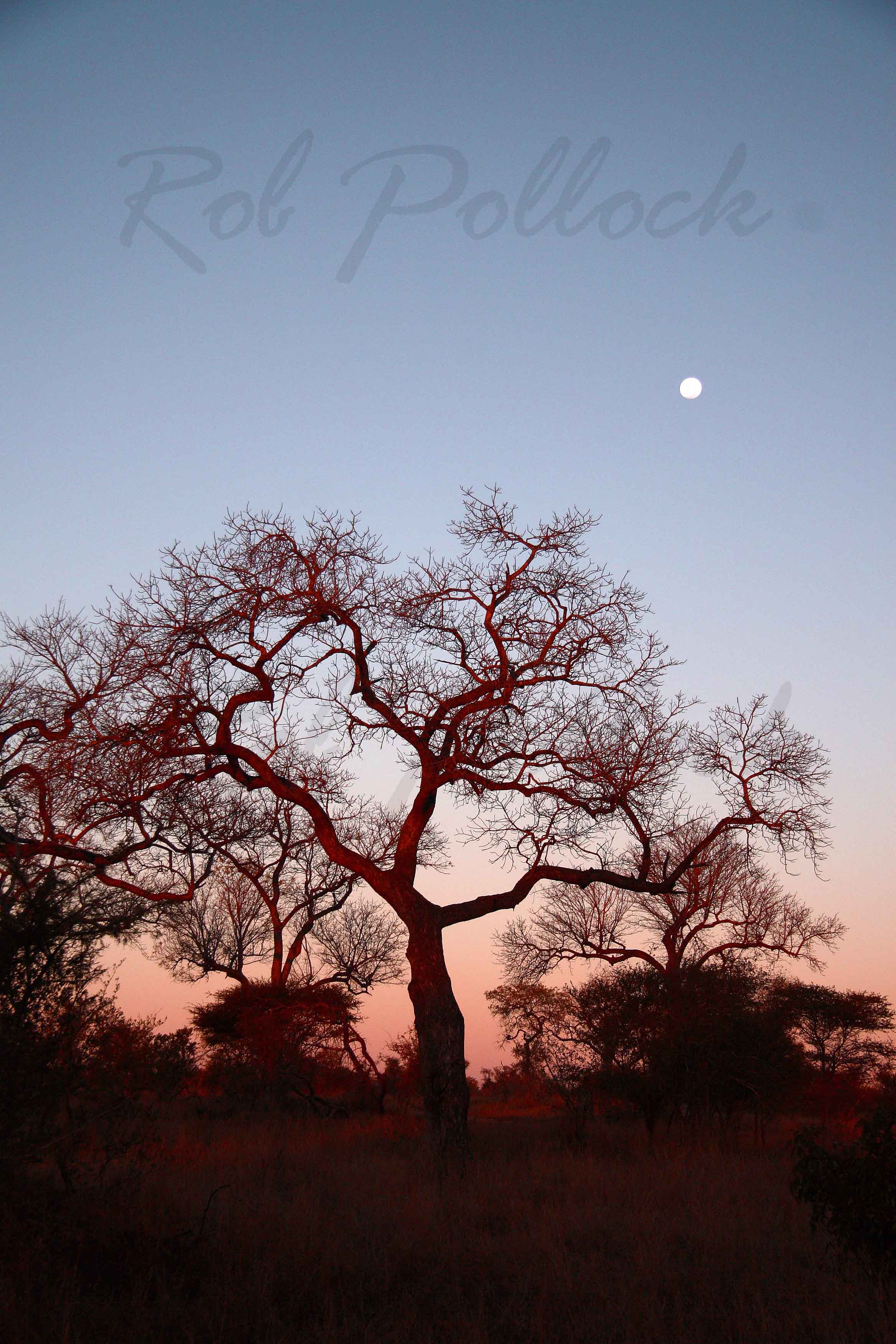 Moonrise at Kruger National Park