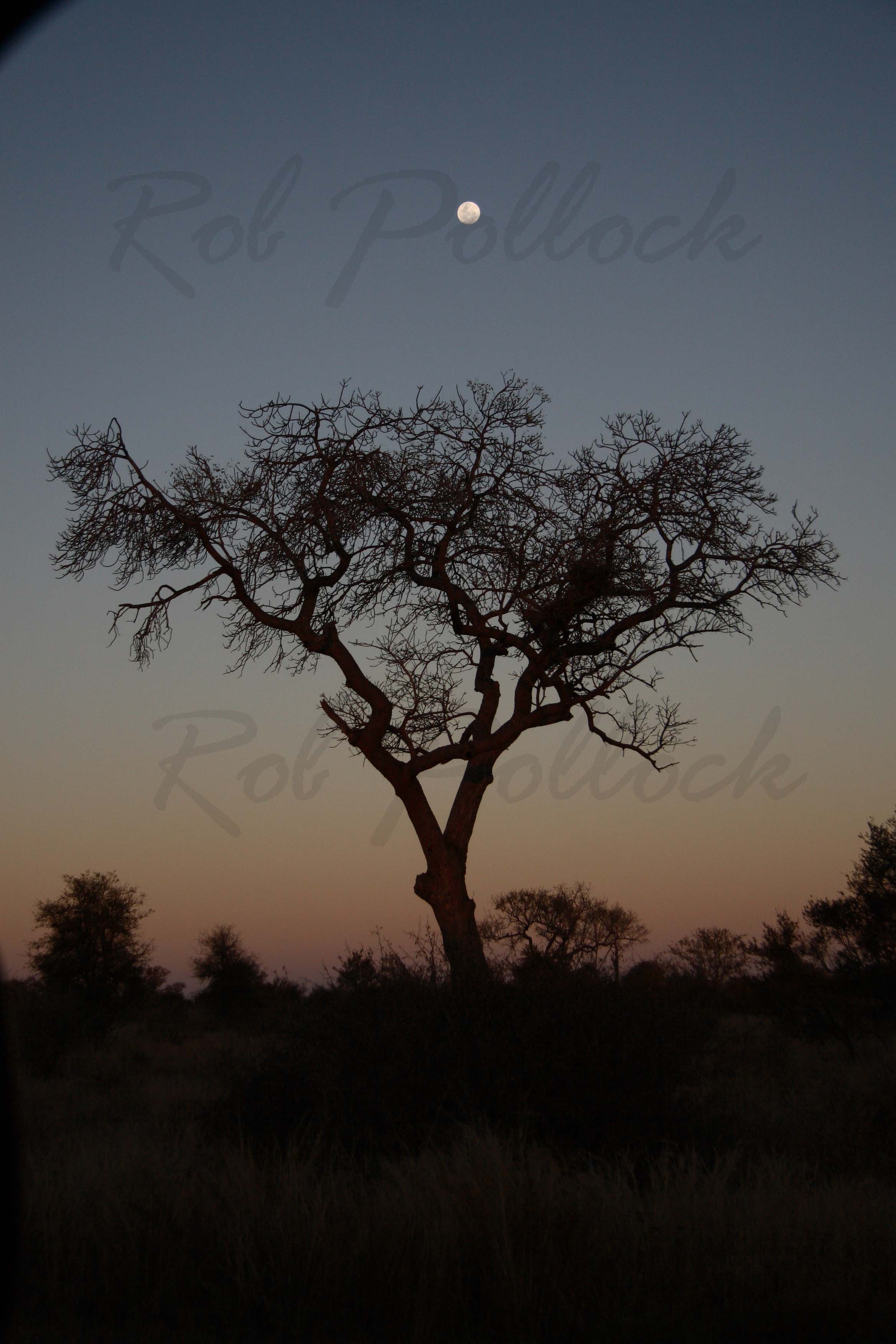 Moonrise at Kruger National Park