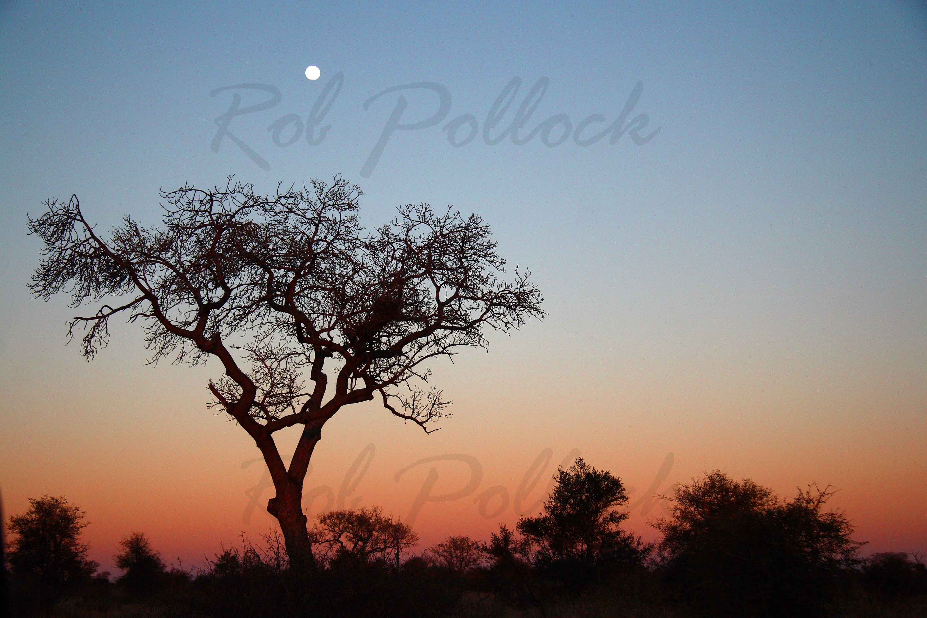 Moonrise at Kruger National Park