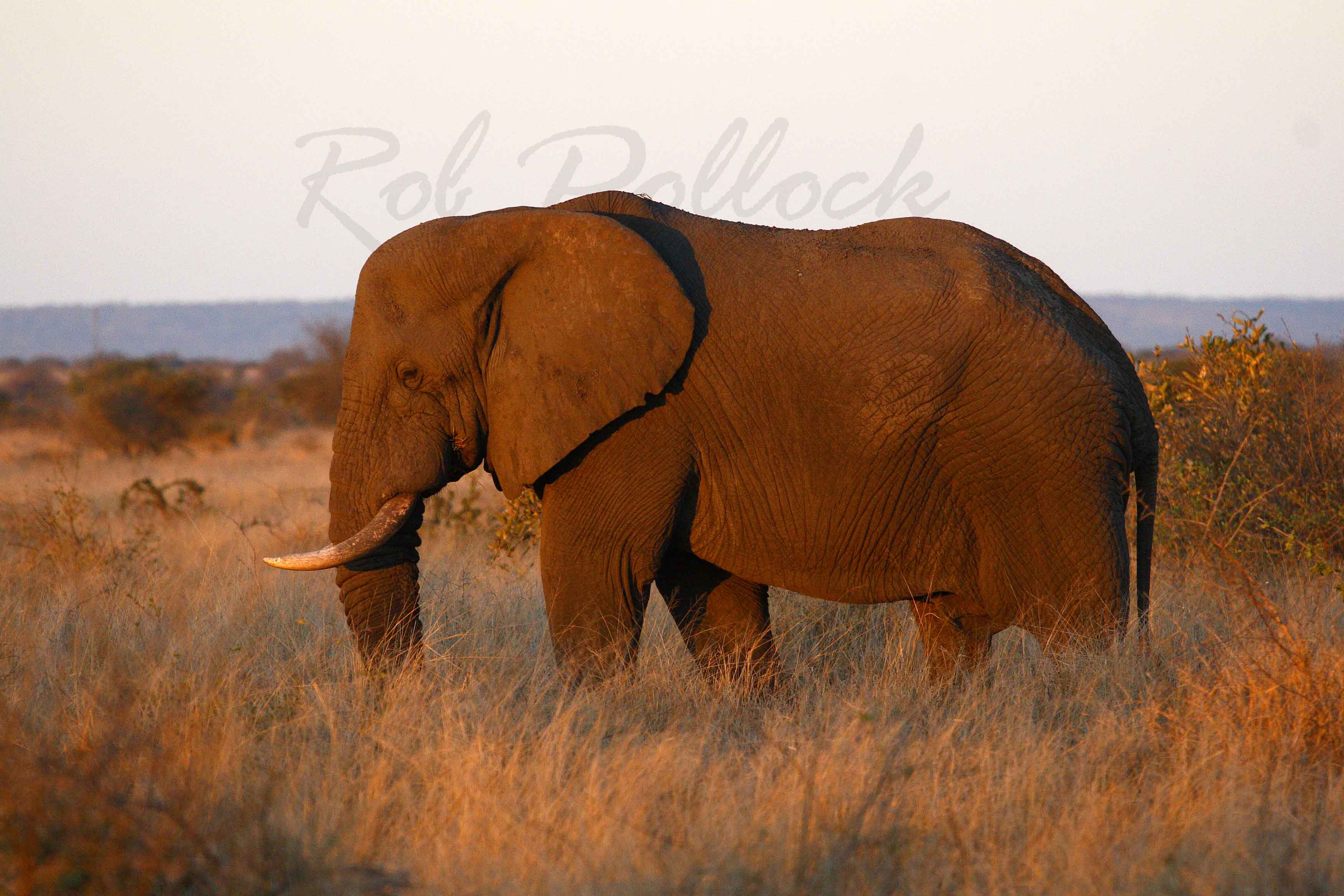 Dusk at Kruger National Park
