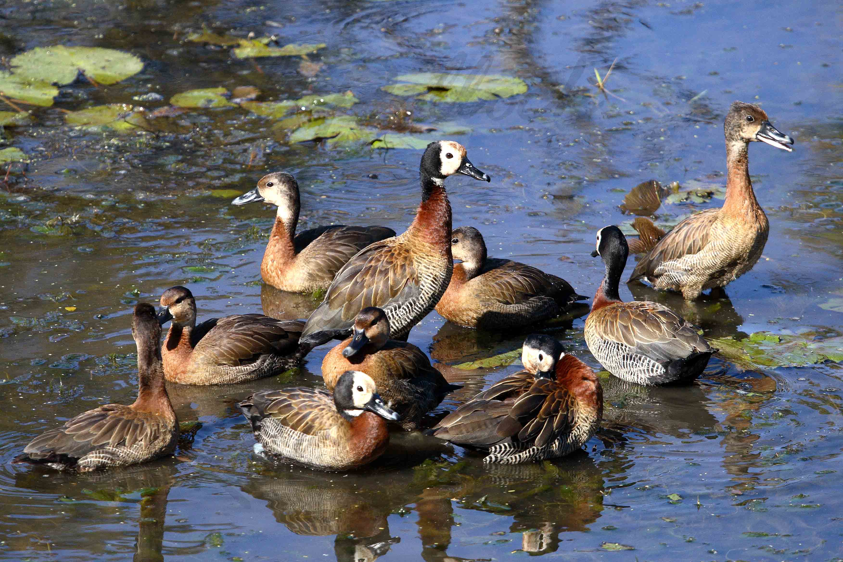 White faced duck at Kruger National Park
