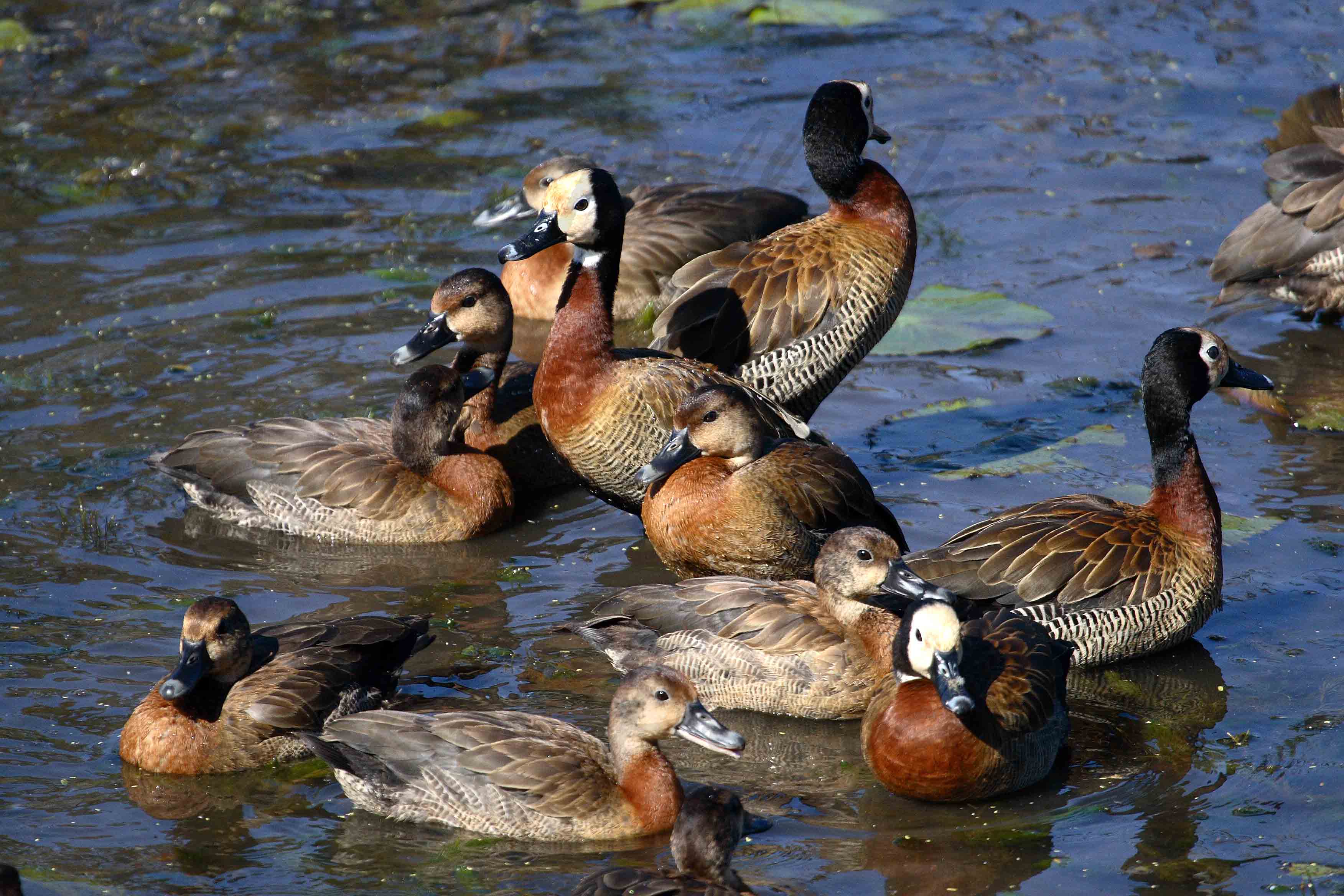 White faced duck at Kruger National Park