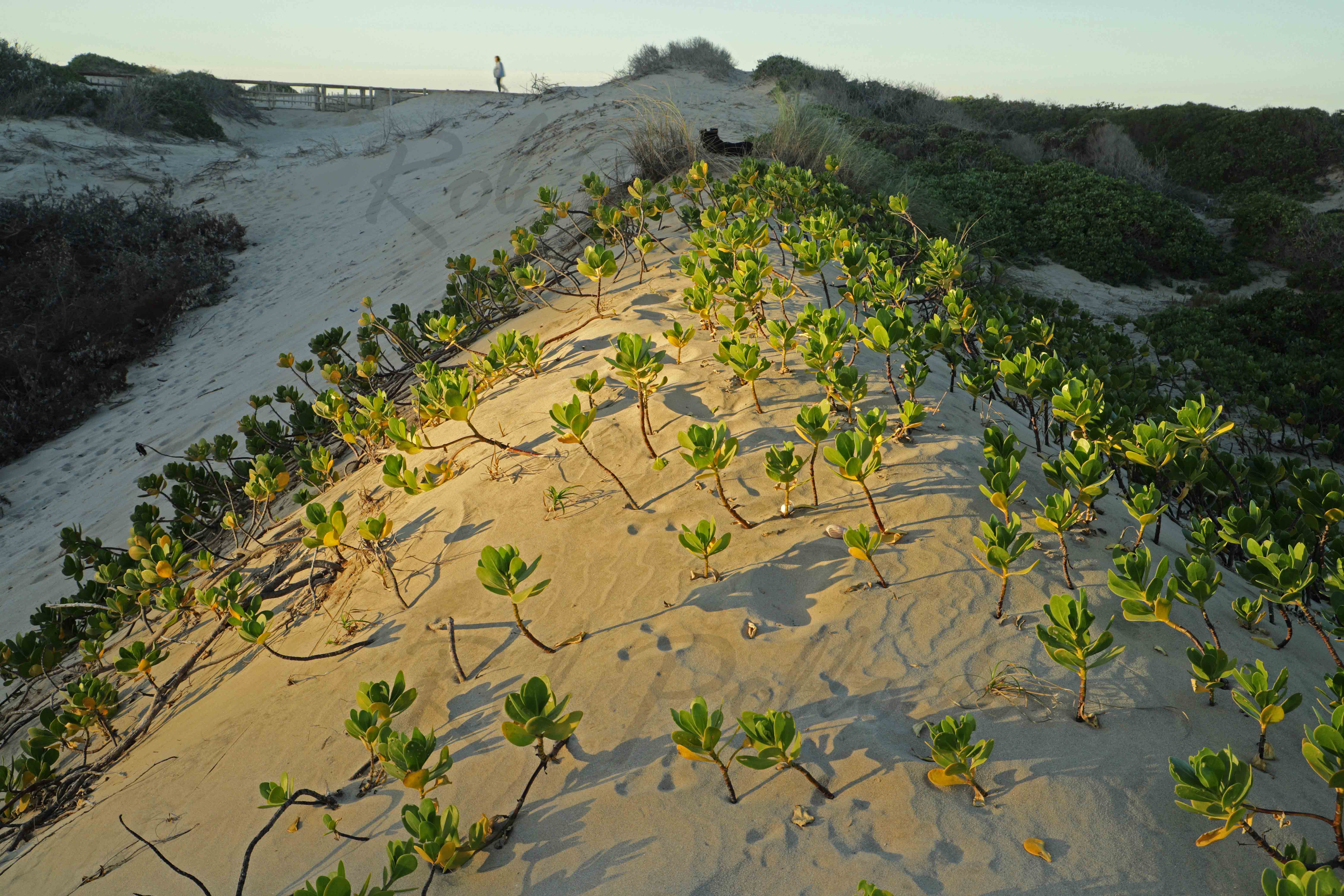 Nahoon Point walkway